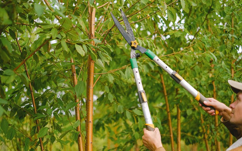 Tree trimming in Salix, IA